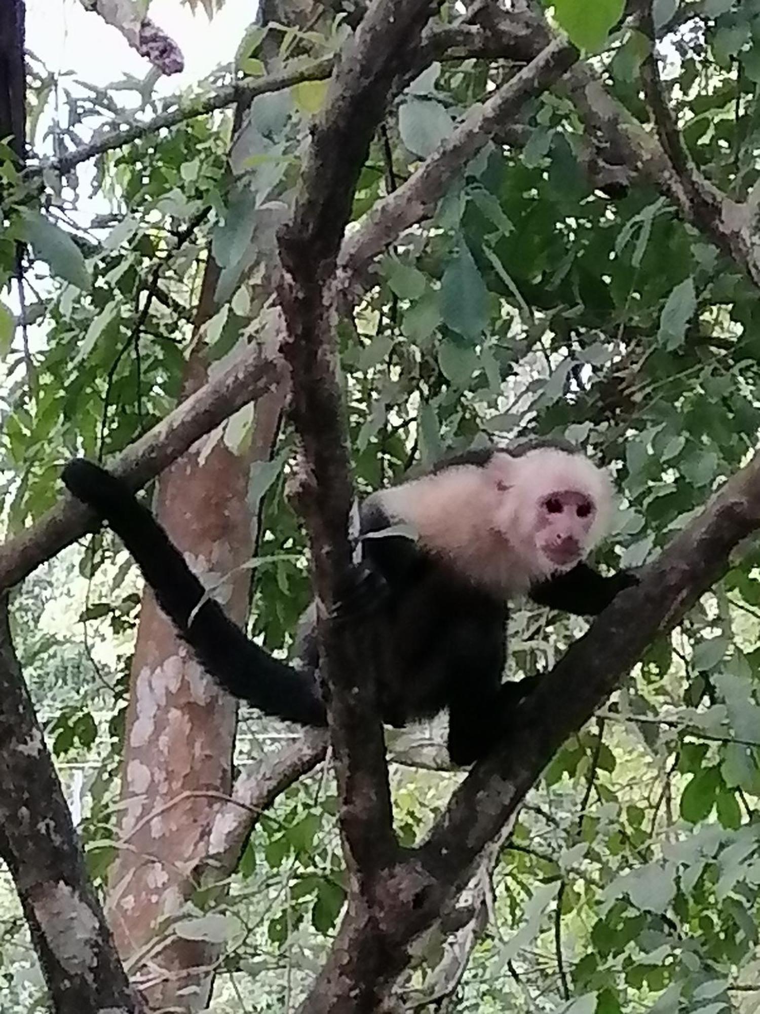 Garza Tigre Apartamentos Cobano Esterno foto
