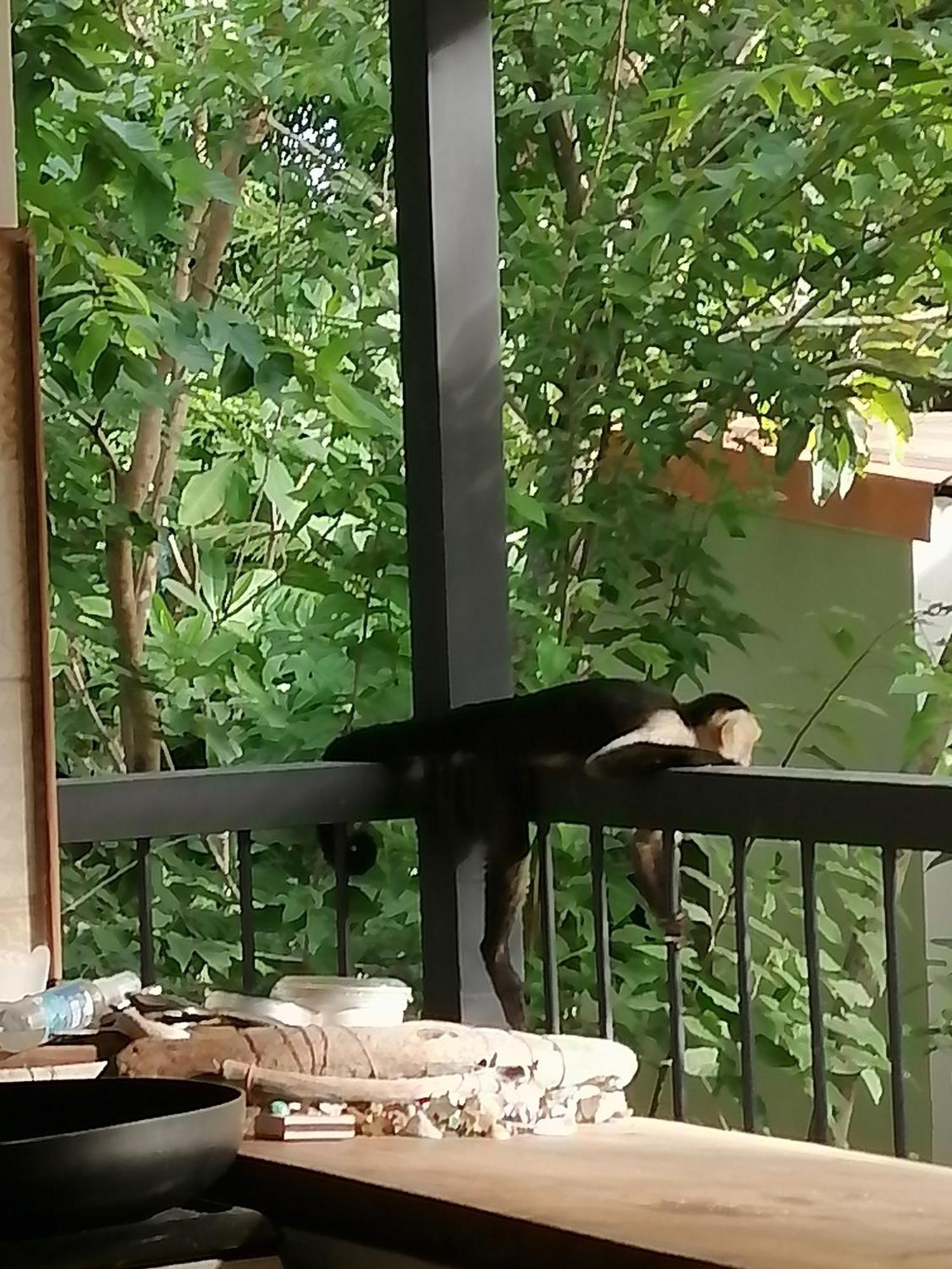 Garza Tigre Apartamentos Cobano Esterno foto